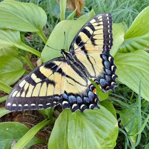 Meet your Posher, Ivy - Picture 2 of 2